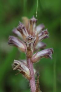 Orobanche du trèfle
