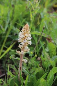 Orobanche de la picride