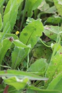 Orobanche de la picride