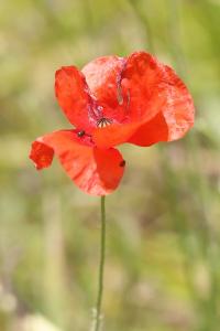 Coquelicot