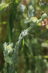Immortelle d'Allemagne