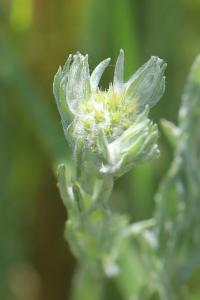 Immortelle d'Allemagne