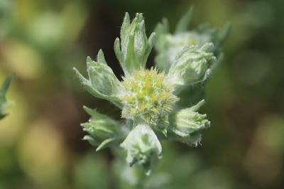 Immortelle d'Allemagne