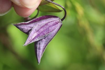 Clématite fausse-vigne