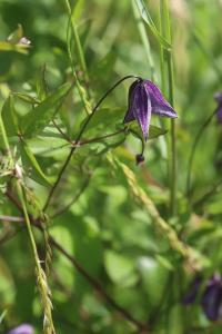 Clématite fausse-vigne