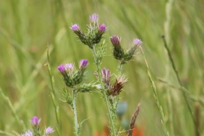 Chardon à petites fleurs
