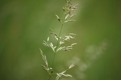 Fromental élevé