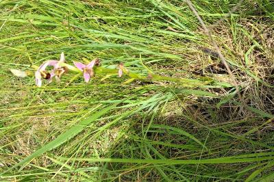 Ophrys abeille