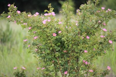 Rosier rubigineux