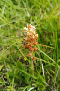 Orobanche de la picride