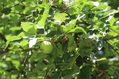 Pommier cultivé