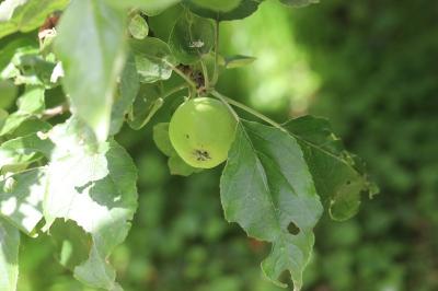 Pommier cultivé