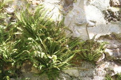 Capillaire des murailles