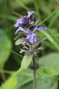 Bugle rampante