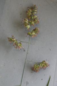Dactyle aggloméré