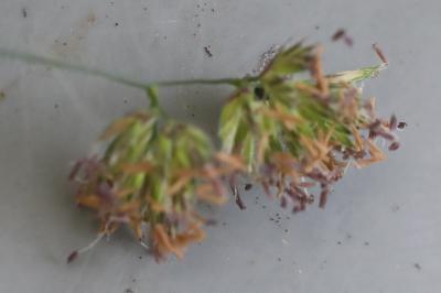 Dactyle aggloméré