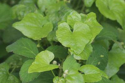 Dioscorea communis