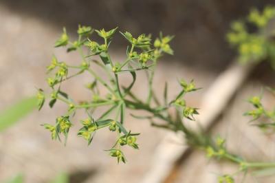 <i>Euphorbia exigua</i>