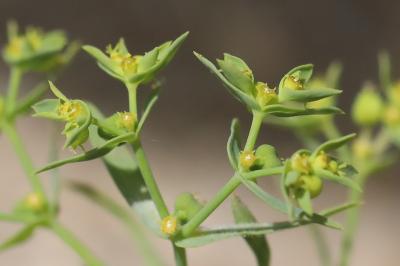 <i>Euphorbia exigua</i>
