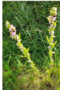 Ophrys abeille