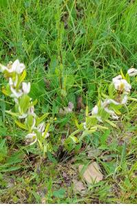 Ophrys abeille