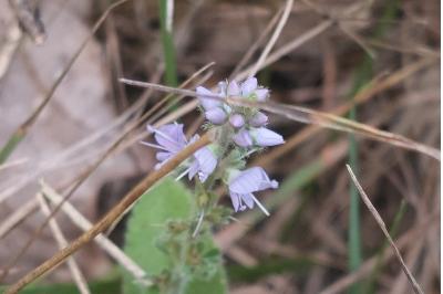 Véronique officinale