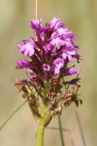 Orchis pyramidal