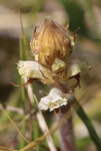 Orobanche de la picride