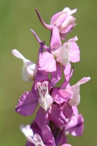 Dauphinelle des jardins