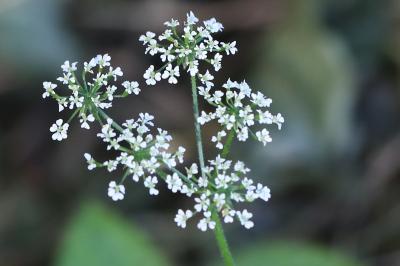 Chérophylle penché