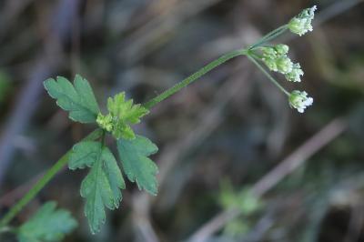 Chérophylle penché