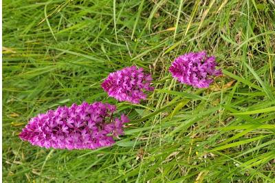 Orchis pyramidal