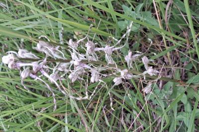 Orchis bouc