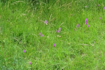 Orchis pyramidal