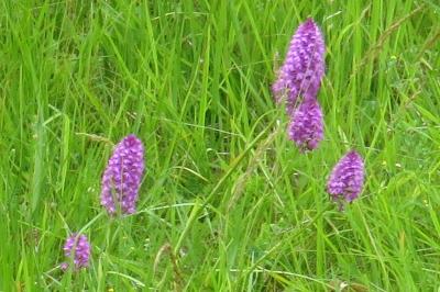 Orchis pyramidal