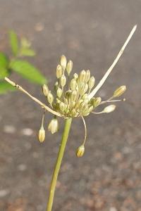 Ail maraîcher