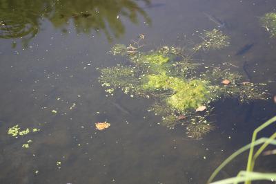 Potamot de Suisse