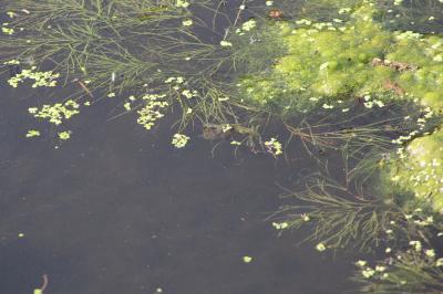 Potamot de Suisse