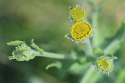 Herbe de Saint-Roch