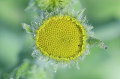 Herbe de Saint-Roch