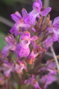 Orchis négligé
