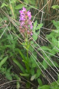 Orchis négligé