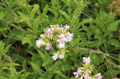 Saponaire officinale