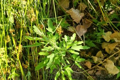 <i>Chenopodium</i>