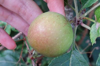 Pommier sauvage