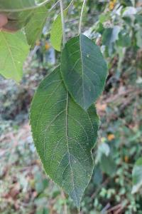 Pommier sauvage