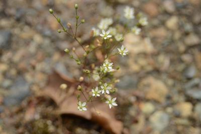 Minuartie à petites feuilles