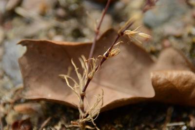 Minuartie à petites feuilles