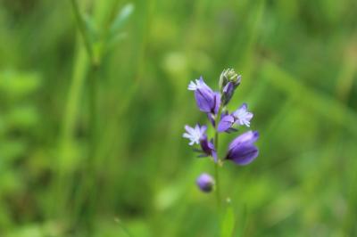 Polygala commun
