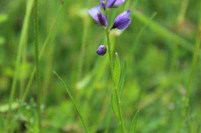 Polygala commun